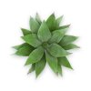 Umělá rostlina Agave Bukett (42 /50cm) - UV