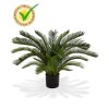 180108uv cycas palm deluxe 80 pp