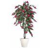 Bouganvillea Twisted Tree 240 cm Fuchsia V1066F05