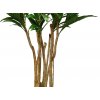 Cordyline Florida 240 cm Variegated V5416004a