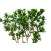 Dracaena Reflexa Florida 260 cm Green V4008A37c