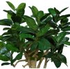 Ficus Elastica Green