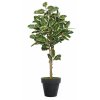 Ficus Elastica Topiary 200 cm Variegated V1081011