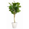 Ficus Lyrata Wild Topiary 200 cm Green V1100014(1)