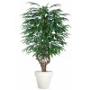 Longifolia Mini Malabar 180 cm Green V1089005