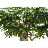 Longifolia Mini Nidra 320 cm Green V1089014b