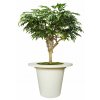 Longifolia Mini Nidra 320 cm Green V1089014