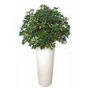 Schefflera Plant 180 cm Green Yellow V5518GYE