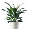 Spathiphyllum 120 cm Grn White V5440GRW main