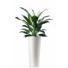 Spathiphyllum 120 cm Grn White V5440GRW