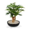 184607 parlour palm 70 op voet perth 43 shiny black