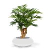 184607 parlour palm 70 op voet south australia 40 shiny white 2