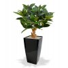 154508 philodendron 80 op voet cubico 30 zwart
