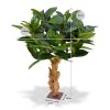 154508 philodendron 80 op voet maat