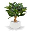 154508 philodendron 80 op voet martinique 33 shiny white