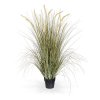 411413 pennisetum grasplant 130