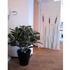 elastica robusta in conico plantenbak 40cm mokka