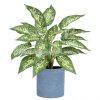 Dieffenbachia 45cm