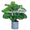 Caladium pieper 50cm