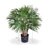 184906 fanpalm deluxe 70 80