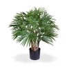 184906 fanpalm deluxe 70