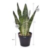 150403gr sanseveria 30 groen maat 80