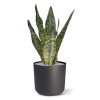 sansevieria kunstplant 30 cm groen 140503gr 4