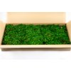 preserved fern moss 26b