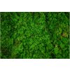 preserved fern moss 26a