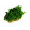preserved fern moss 26