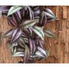 202610 tradescantia hangplant 100 paars close up 2