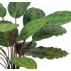 Calathea Plant 50 cm Green Red V5645GRD detail