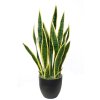 Sanseveria Trifasciata 65 cm Green Yellow 5502GYE