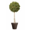 Boxwood Mini Topiary Ø 55 h 140 cm Green V5639003