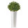 Boxwood Topiary h 135 cm Ø 60 cm Green V5564002