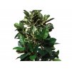 Ficus Elastica Column 250 cm Variegated V5426015 mix