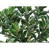 Ficus Elastica Flexy Lux 180 cm Variegated V5620V02