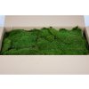 preserved flat moss 26e