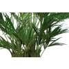 Kentia Palm Lux x 4 240 cm Green V4533004 DETAIL