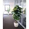 alocasia calidora kunstplant deluxe in classico 43cm plantenbak op kantoor 1