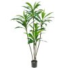 dracena fragrans 170cm