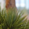 151805uv pinus bonsai 55 op voet close up 2