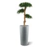 podocarpus kunst bonsai 120 cm 150412 2