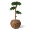 podocarpus kunst bonsai 120 cm 150412 3