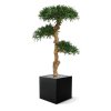 podocarpus kunst bonsai 120 cm 150412 5