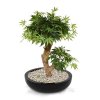 153206 acer bonsai 60 groen perth 34 shiny black