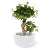acer kunst bonsaiboom 60 cm groen 153206 2 1