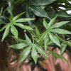 acer bonsai kunstboom 95 cm groen 153209 7