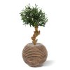 olijf bonsai deluxe 60cm op voet 135006 2
