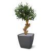 olijf bonsai deluxe 60cm op voet 135006 5